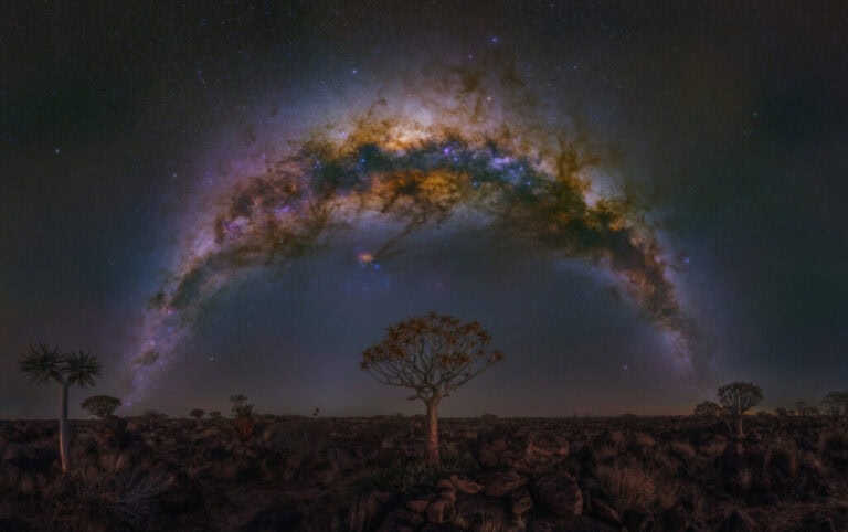 Quiver Tree Forest